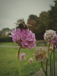 Close-up of bee pollinating on fresh pink flower