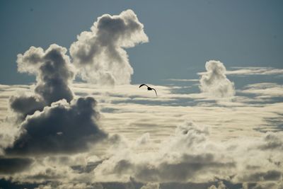 Low angle view of bird flying in sky