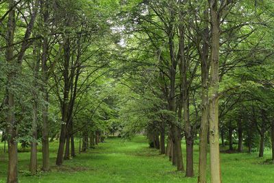 Footpath amidst trees in forest