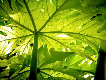 Close-up of raindrops on leaves