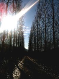 Bare trees at sunset