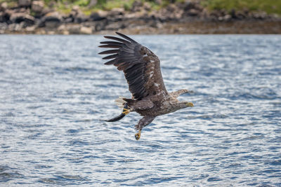 Bird flying over sea