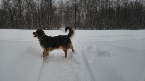 Dog on snow