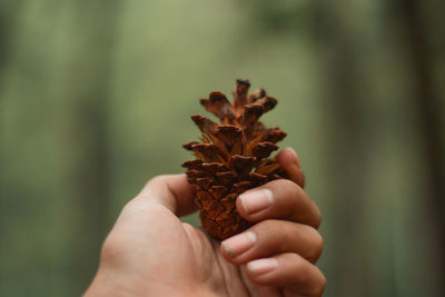 Close-up of hand holding pine cone