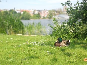 Duck on field