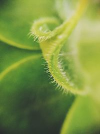 Close-up of leaves