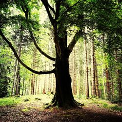 Trees in forest