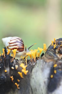 Close-up of snail on flower