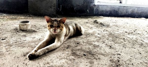 Portrait of cat relaxing outdoors