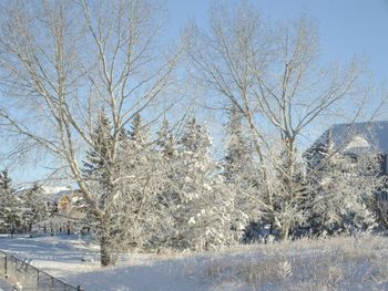 Bare trees on snow covered land