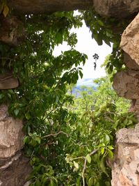 Plants growing on tree