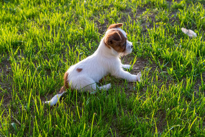 Adorable young jack russell terrier puppy on grass