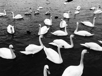 Swans swimming in lake