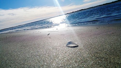 Close-up of bird on beach against sky