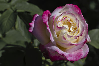 Close-up of pink rose