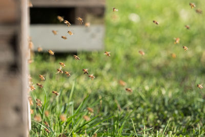 Close-up of insect flying over field