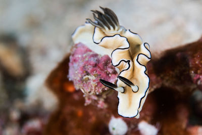 Close-up of coral in sea