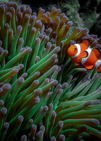 View of fish swimming in sea