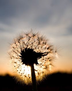 Close-up of wilted plant on field against sky during sunset