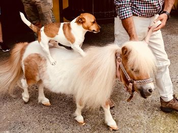 Low section of person with dogs standing on street