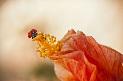 Close-up of insect on flower