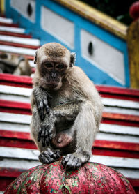 Portrait of monkey sitting on newel post