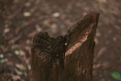 Close-up of tree stump in forest