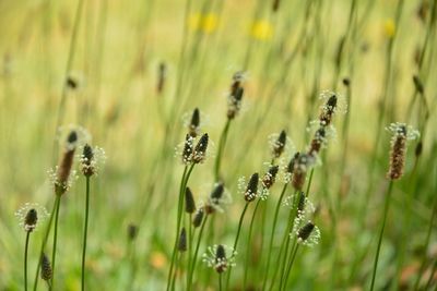 Close-up of plant growing on field