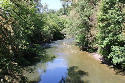 River flowing amidst trees in forest