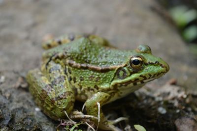 Close-up of frog