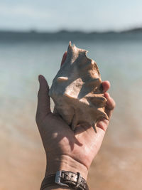 Close-up of hand holding leaf at beach