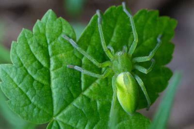 Close-up of fresh green plant