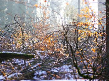 Snow covered trees in forest during winter