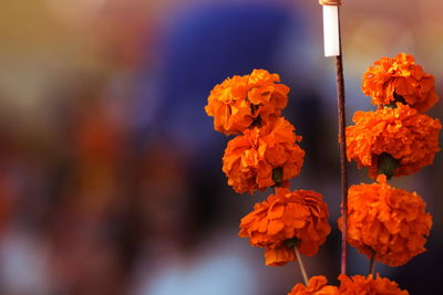 Close-up of orange marigold flowers