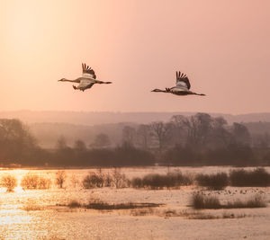 Bird flying in the sky