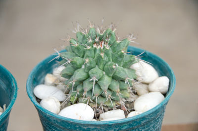 Close-up of succulent plant