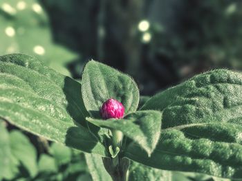 Close-up of red flower