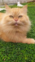 Portrait of cat relaxing on grass