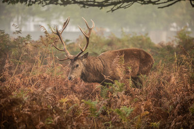 Deer standing amidst plants on field during autumn