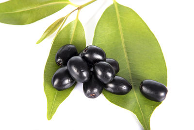 Close-up of fruits growing on white background