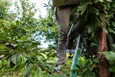 Low section of man standing by tree