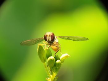 Close-up of insect pollinating on flower