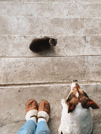 Low section of person with dog and cat standing on stairs