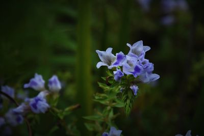 Close-up of purple flowering plants