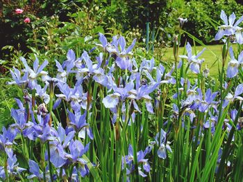 Close-up of purple flowers blooming in field