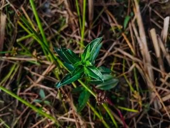 High angle view of small plant on field