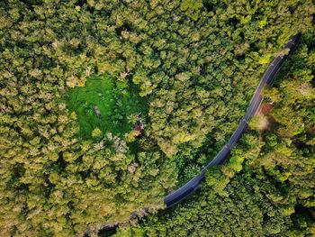 Drone view of road amidst trees at forest