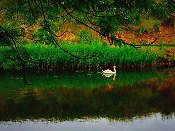 Reflection of trees in water