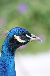 Close-up of peacock