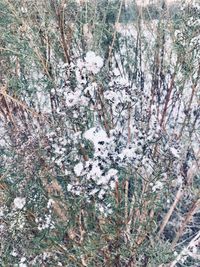 Full frame shot of trees during winter